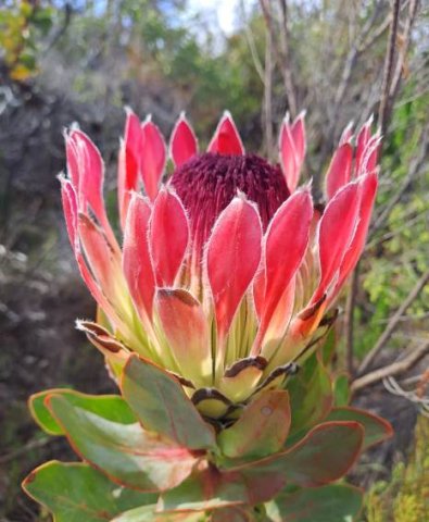 Protea eximia flowerhead in its prime